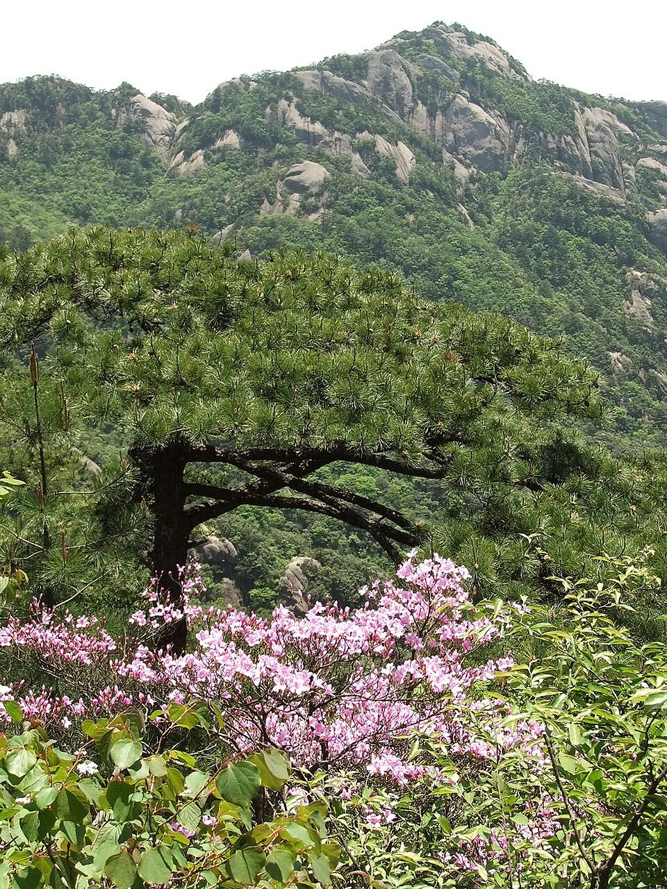 黃山 西海大峽谷 · 光明頂（1）