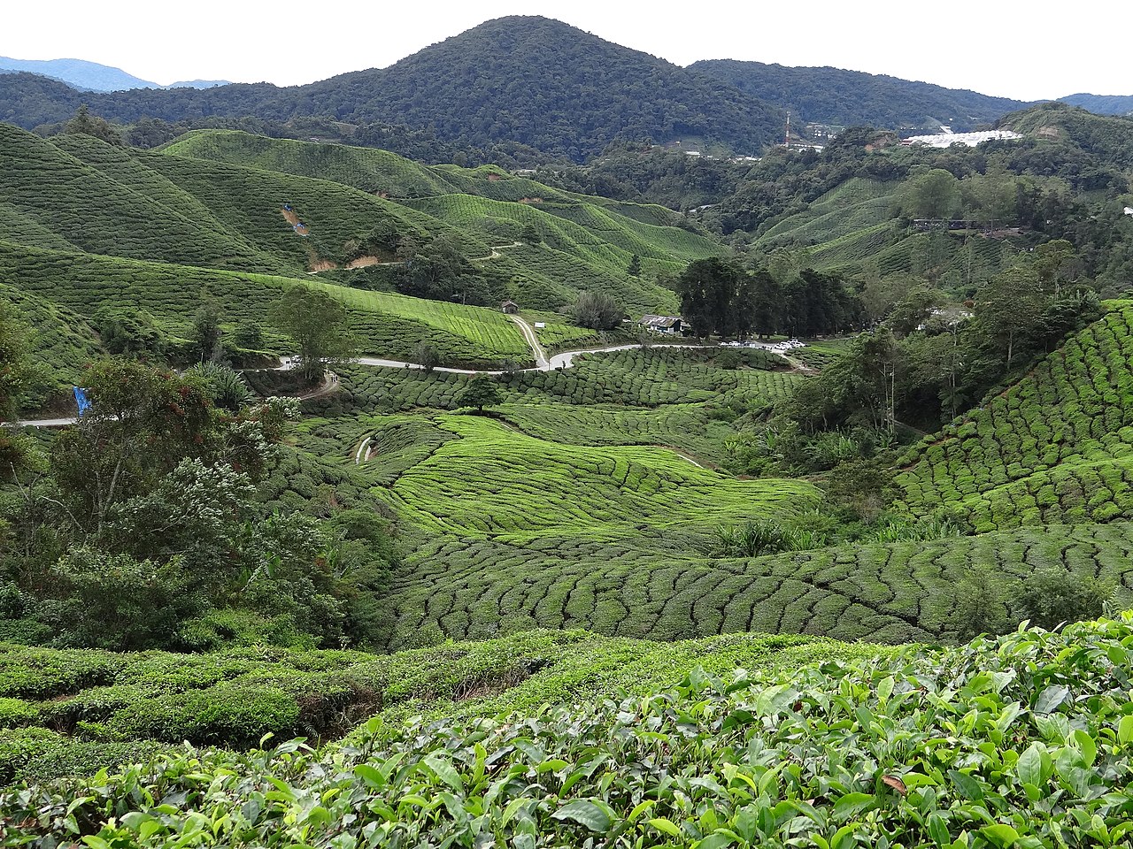 金馬崙高原苔蘚森林（Gunung Brinchang）（1）